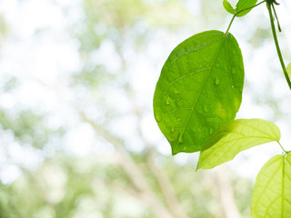 green leaves background, fresh condition