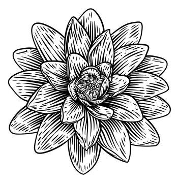A lotus flower water lilly in a woodcut engraved etching retro style