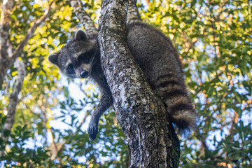 raccoon in tree