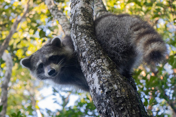 raccoon in tree