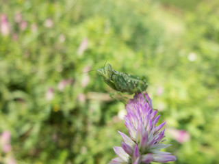 purple flower and blur background in the green and fresh garden