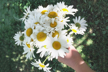 Bouquet of daisies in a hand on a green blurred background.