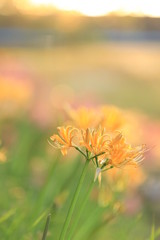 field of flowers