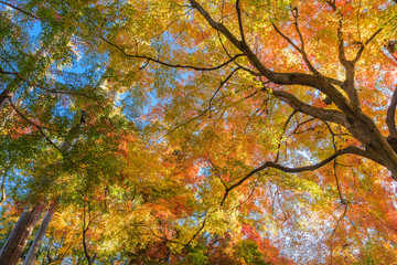 晩秋の京都に行こう