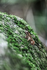 frog on leaf