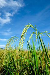 Golden colour padi field. Padi closeup. 