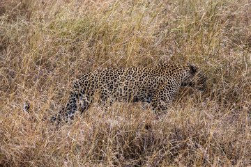 Leopard (Panthera pardus) 