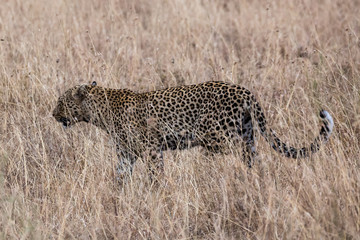 Leopard (Panthera pardus)