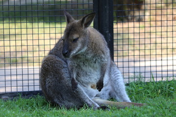 Young kangaroo on the grass