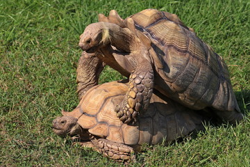 Fototapeta premium Turtle pairing on the grass