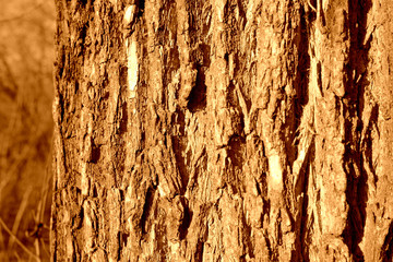 Old tree bark on a sunny day close-up. Abstract natural background brown color toned