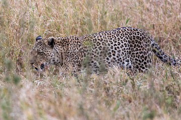 Leopard (Panthera pardus) 