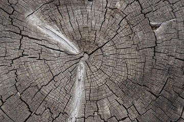 Old cracked tree stump texture. Natural wooden background.
