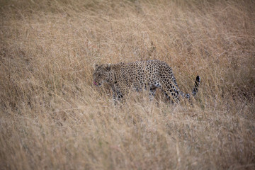 Leopard (Panthera pardus) 