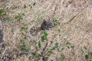Leopard (Panthera pardus) 
