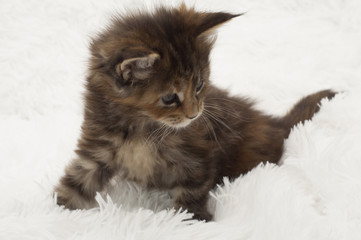 Little beautiful healthy kitten with blue eyes. Maine Coon breed On a white fur background