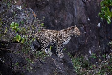 Leopard (Panthera pardus) 