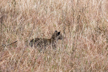 Leopard (Panthera pardus)