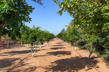 Fototapeta na wymiar Citrus orchard with ripe fruits on a background of blue sky