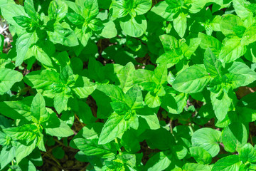 Fototapeta na wymiar Mint Background texture green leaves. Growing herbs peppermint