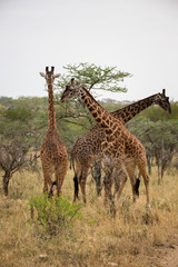 Giraffe (Giraffa)