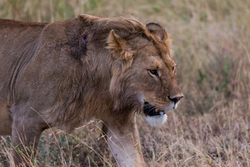 Löwe (Panthera leo)
