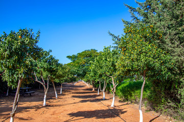 Citrus orchard with ripe fruits on a background of blue sky