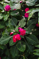 red flowers and green leaves in garden