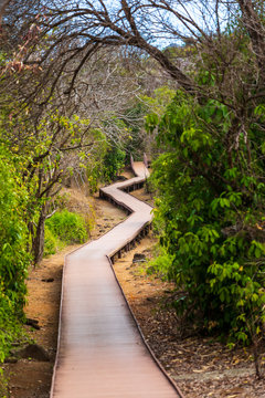 Suspended and accessible walkway in Fernando de Noronha, Brazil. Beautiful walkway giving the sense of adventure.