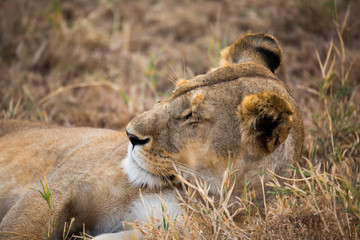 Löwe (Panthera leo)