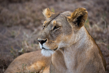 Löwe (Panthera leo)