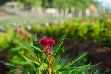 red flowers in the garden