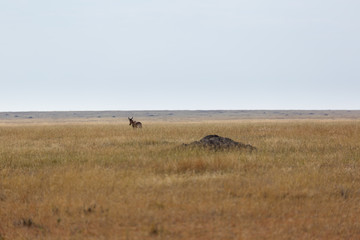 Naklejka premium Zebra (Equus quagga)