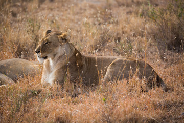 Löwe (Panthera leo)