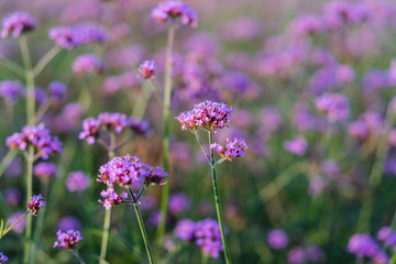 field of pink flowers