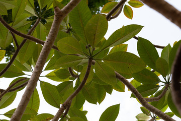 Bottom up view of green leaves against blue sky