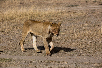 Löwe (Panthera leo)