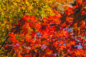 Autumn maple leaves on a blurred background with bokeh, close-up, leaves texture, beautiful nature, red autumn background in Kyoto, Japan. 
