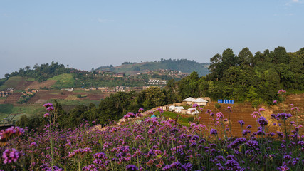 Obraz premium mountain village with pink flowers garden