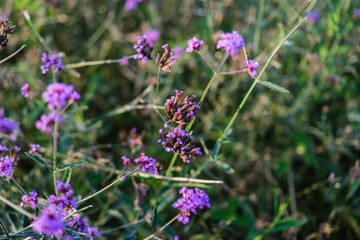 purple flowers in the garden