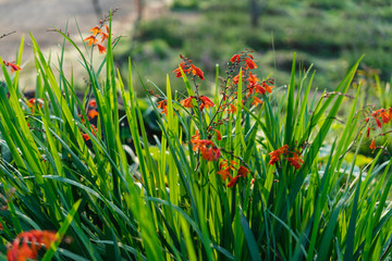 red flowers and dark green grass filed