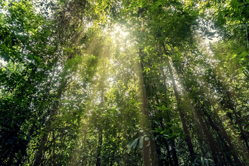 Fototapeta na wymiar Beautiful green forest with sun beam