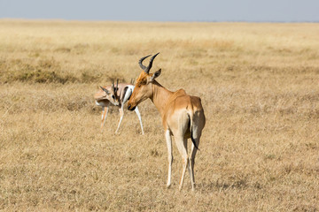 Kuhantilope (Alcelaphus)