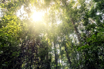 Beautiful green forest with sun beam