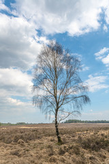 View over Nationaal Park Veluwe Zoom near Rozendaal in The Netherlands, a national park.
