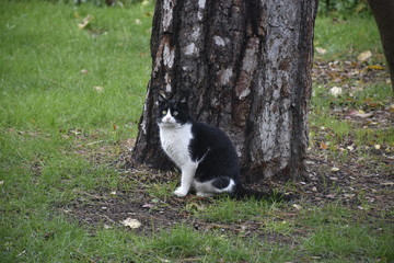 Obraz na płótnie Canvas cat on grass