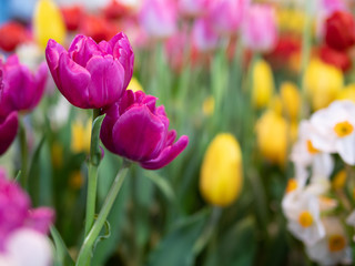 Tulip flower with green leaf background in tulip field at winter