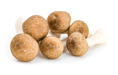 fresh shiitake mushrooms isolated on white background