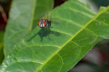 Macro detailed view of one housefly in motion landing on a leaf