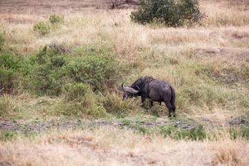 Fototapeta premium Kaffernbüffel